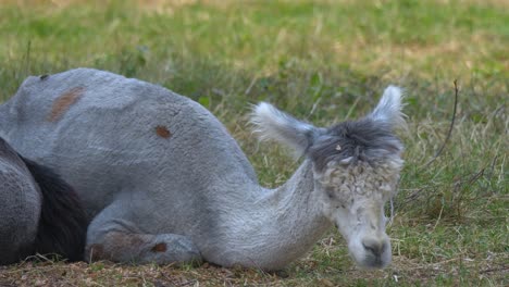 close up of cute exhausted grey alpaca fall asleep outdoors on grass field