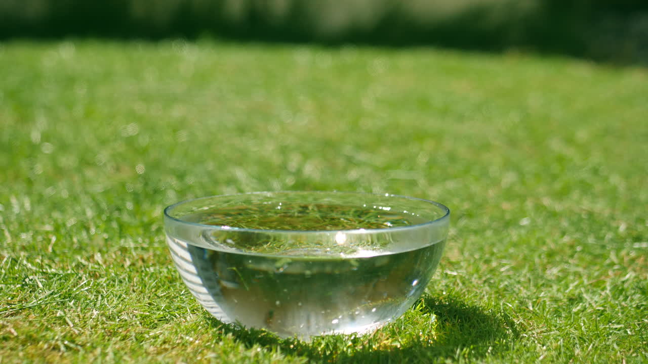 푸른 잔디에 많은 딸기