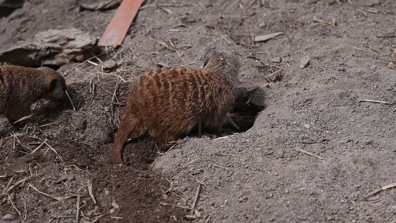 Wild Meerkat digging hole in ground looking food outdoors in sand of national park,close up
