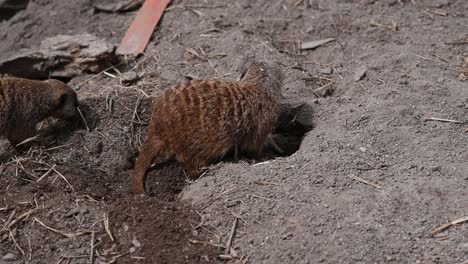 wild meerkat digging hole in ground looking food outdoors in sand of national park,close up