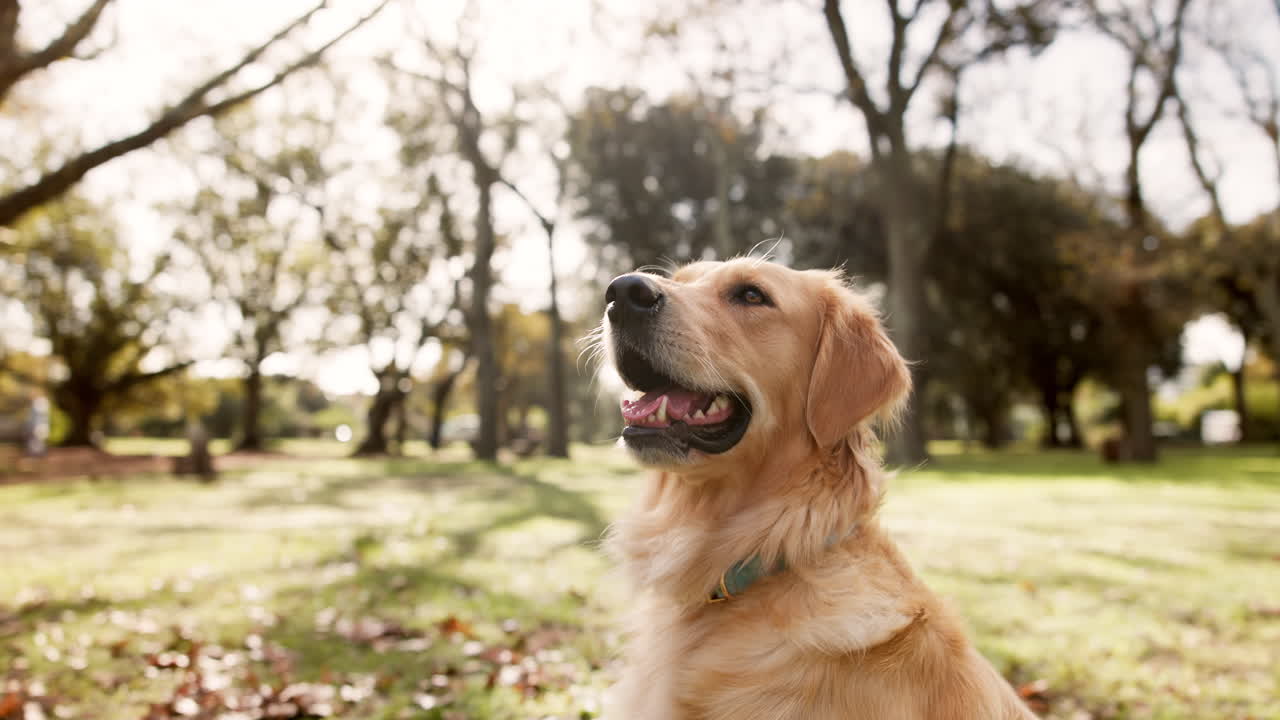 Golden Retriever dog in a park on a sunny day