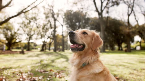 golden retriever dog in a park on a sunny day