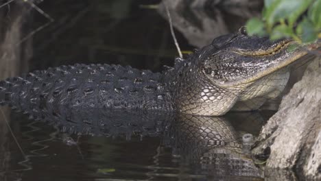 scary black alligator reptile raising and lowering body in water