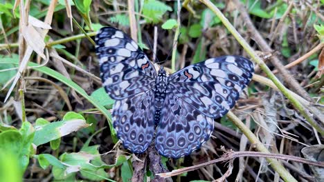 Escena-De-Rara-Mariposa-Gris-Y-Negra-Con-Manchas-Naranjas-Moviendo-Sus-Alas-En-Efecto-Mariposa-De-Vegetación-Verde