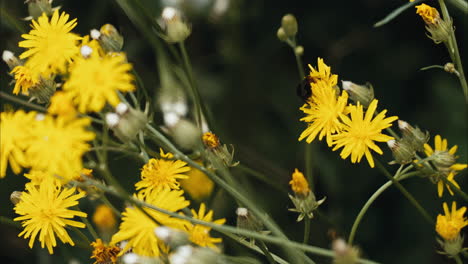 yellow flowers with a single bumblebee pollinating in front of a dark background