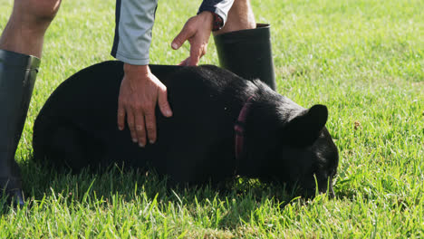 Shepherd-dog-with-his-owner-in-the-farm-4k