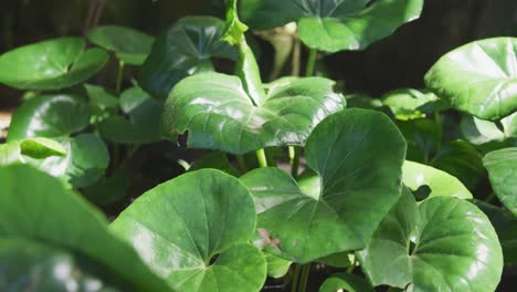 自然の植物に焦点を当てる