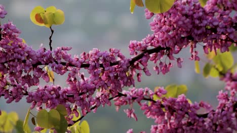 Close-up-of-pink-flowers-on-a-branch-with-soft-focus-background,-warm-lighting