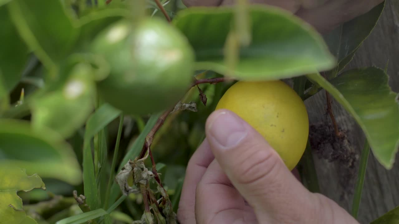 primer plano de una mano recogiendo un limón maduro de un árbol exuberante