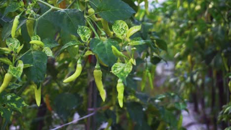 Frische-Grüne-Chilis-Auf-Der-Plantage,-Die-Bald-Erntereif-Sind