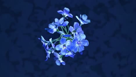 aerial view of glowing blue flowers against a dark background, creating a serene, ethereal video