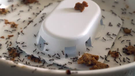 Close-up-of-black-ants-swarming-ant-trap-and-bait-in-bowl