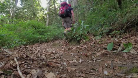 ground level view: man with back pack hikes on honduran jungle path