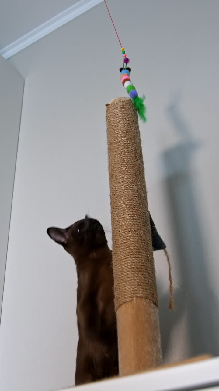 Pedigree kitten catches toy. Adorable burmese cat playing with toys indoors. Funny purebred kitty at home. Vertical video