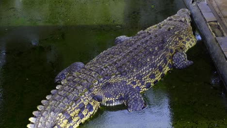 saltwater crocodile in the water with green algae at barnacles crocodile farm in teritip, balikpapan, indonesia