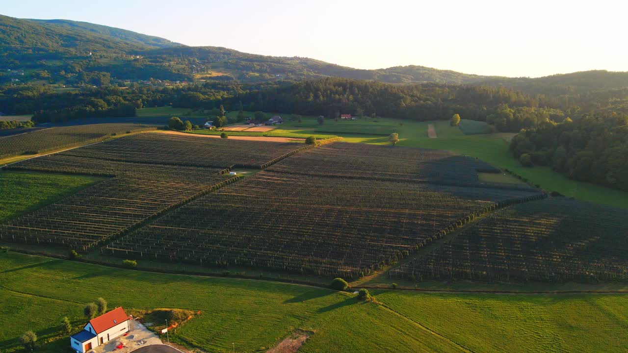 Stunning drone footage of vineyards covered with protective nets against hail, with rolling hills in the background
