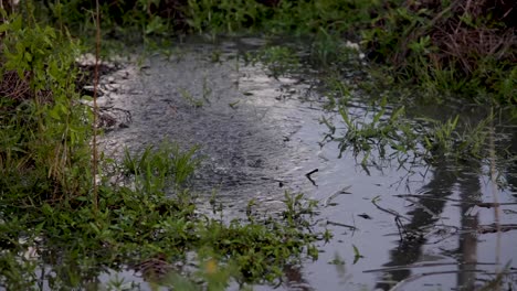 Close-up-of-puddle-sprinkler-watering-early-morning-sunrise-on-commercial-farm