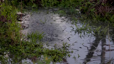 cerrar el riego de rociadores de charcos al amanecer en una granja comercial