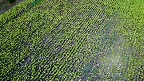 birds eye view above the ripe sunflowers field. ukraine