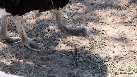 giraffe eating from the ground in chonburi