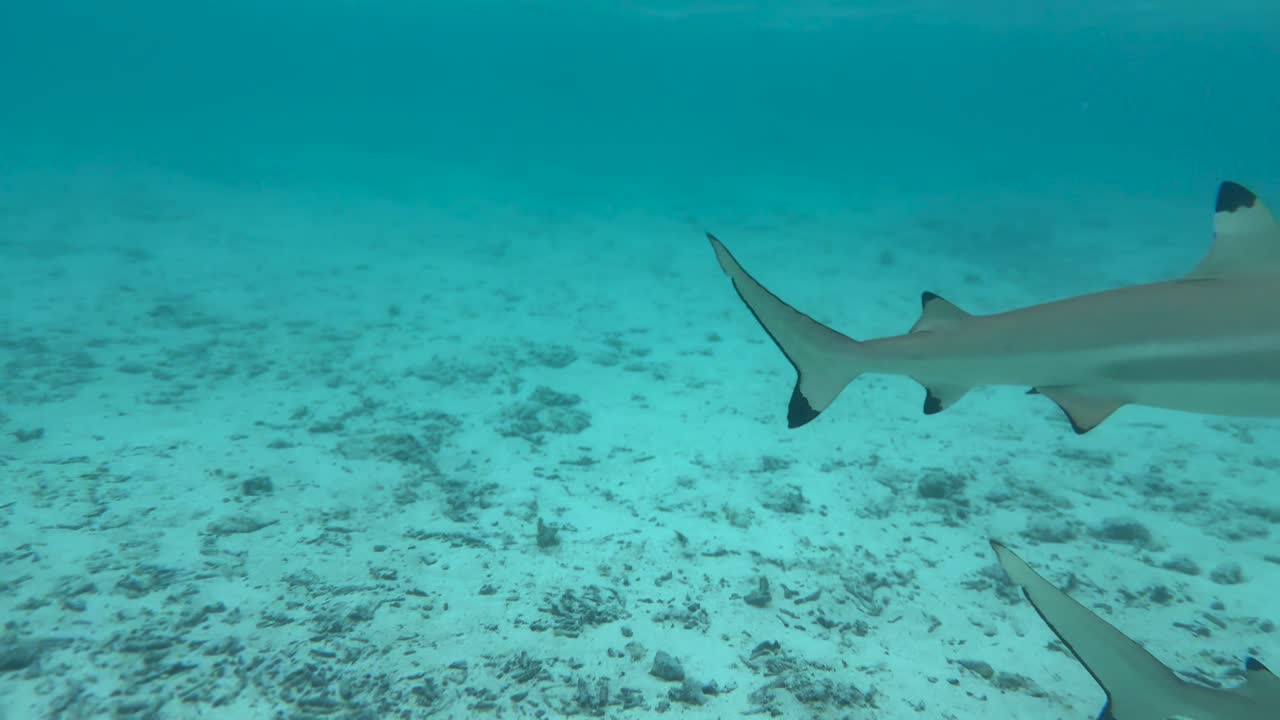 Stingray and Butterflyfish on the Ocean Floor