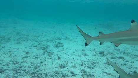 stingray and butterflyfish on the ocean floor