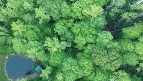disparo de dron en movimiento lento con vistas a un bosque