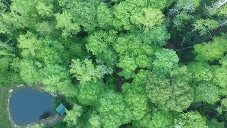 slow moving drone shot overlooking a forest