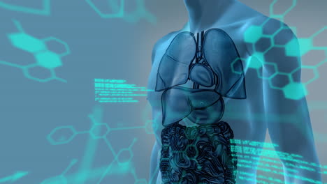animación del procesamiento de datos sobre el modelo del cuerpo humano