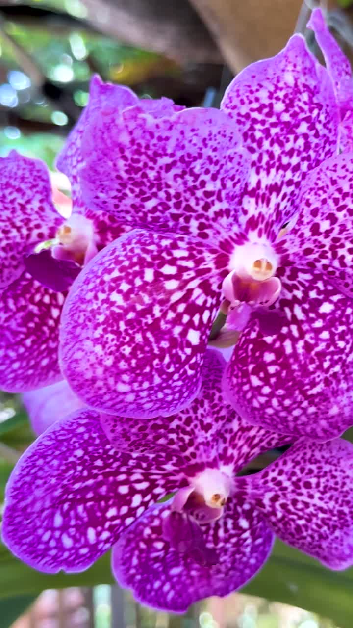 울창 한 방 시장 에 있는 보라색 오키디