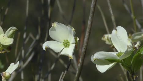 Medium-shot-of-Flowering-Dogwood-tree-blossoms