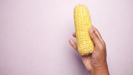 con la mano sosteniendo la mazorca de maíz fresca