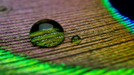 close up or macro of a colorful peacock feather with a drop resting on. the peacock feather full of colors and textures is elegant and decorated.