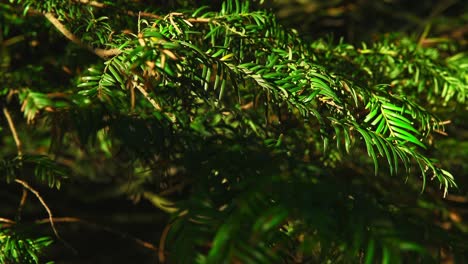 Nature-Flowers,-branches,-beautiful-greenish-plants-in-Pildammsparken-Malmö-Sweden