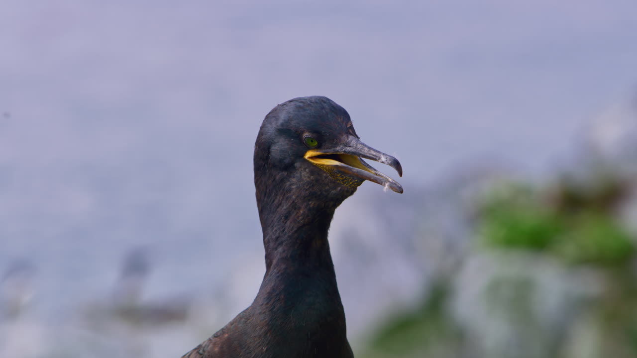 Close-up of a European shag (Gulosus aristotelis) vocalizing on Hornøya Island, northern Norway. The dark seabird calls out near the rocky coast, with the blue Arctic sea shimmering in the background