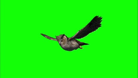 flying owl motion graphics with green screen background