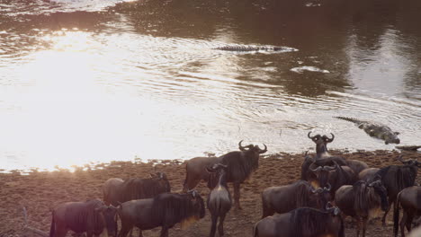 Ängstliche-Gnus-Scheinen-Sich-Der-Gefahren-Bewusst-Zu-Sein,-Die-In-Den-Gewässern-Des-Mara-Flusses-In-Form-Von-Krokodilen-Lauern