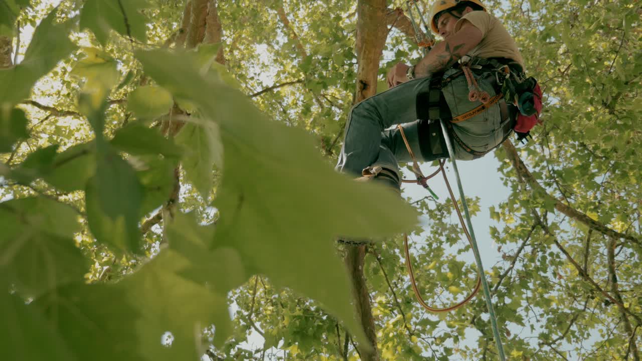 A climber suspended ropes in a tree - Dordogne - France