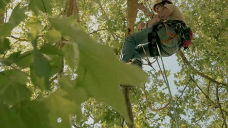 a climber suspended ropes in a tree - dordogne - france