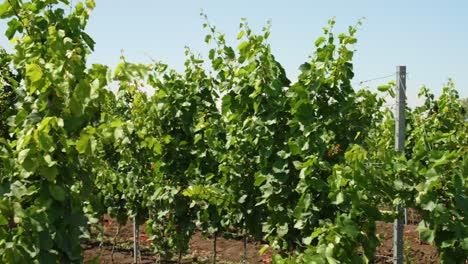 mosca lenta entre las filas de viñedos en italia