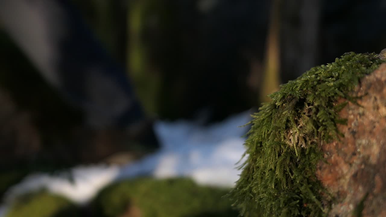 숲속의 눈과 이끼 발을 걷다