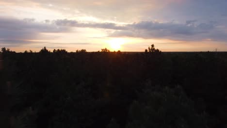 Moving-through-evergreen-treetops-at-sunset-dusk-aerial-shot