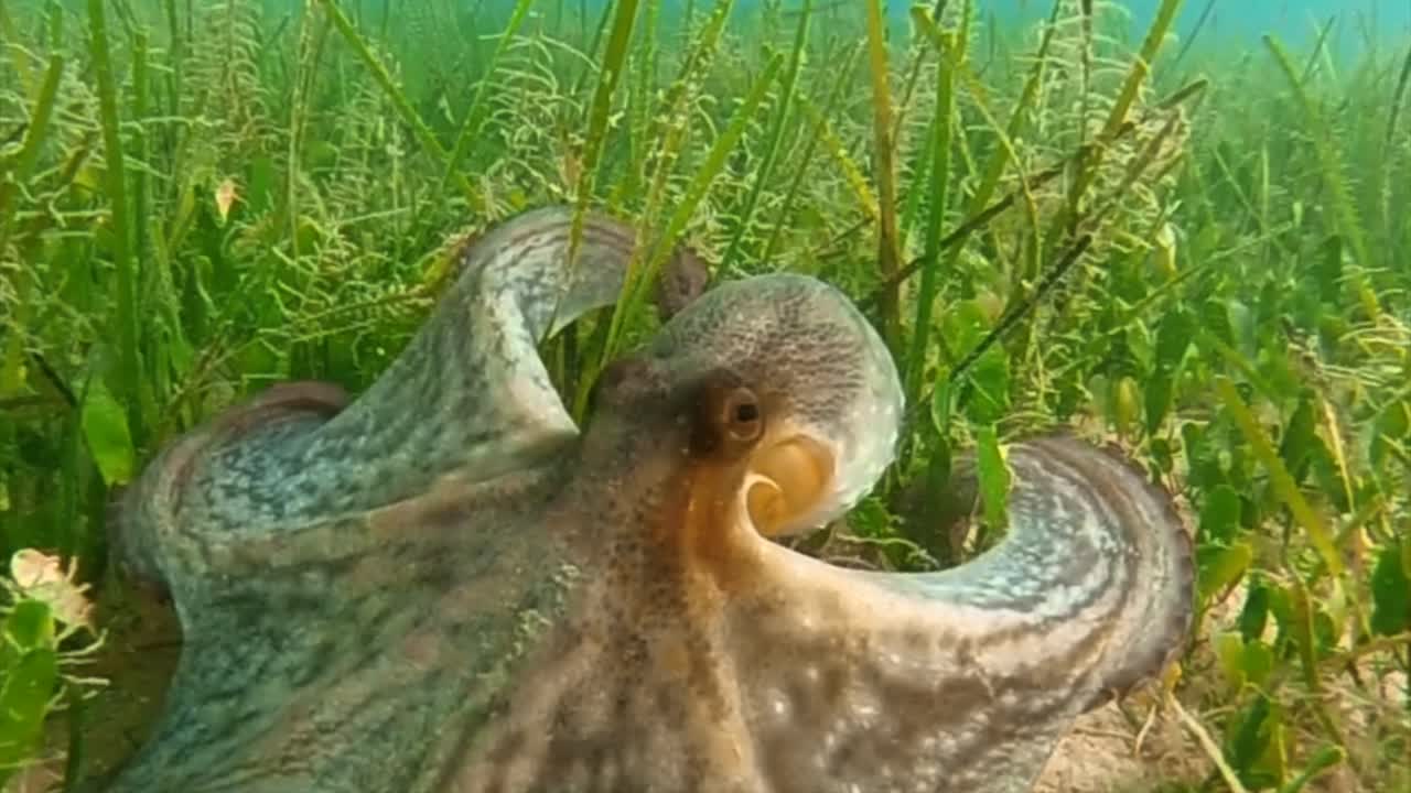 Octopus defending itself with ink in the sea in Greece
