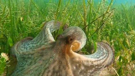 Octopus-defending-itself-with-ink-in-the-sea-in-Greece