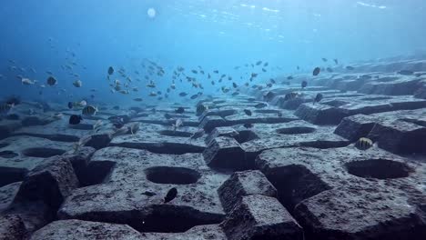 concrete artificial reef with school of fish in the blue ocean