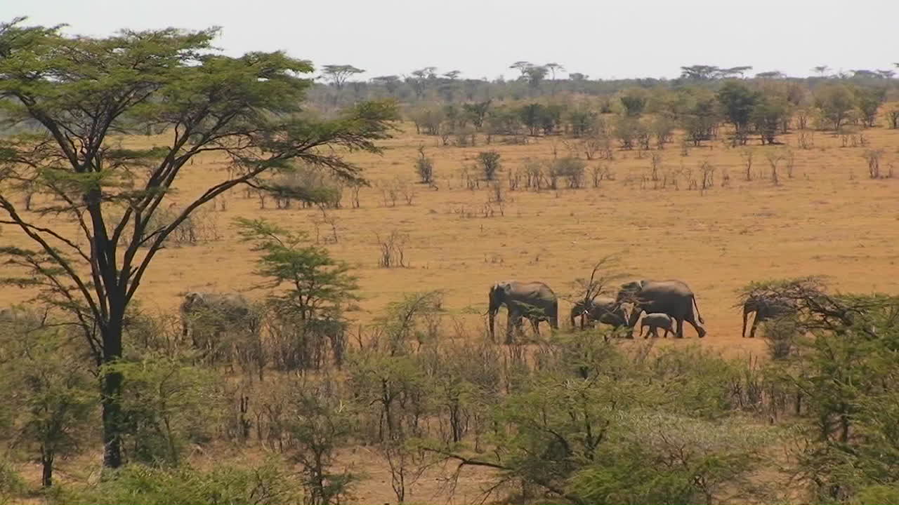 una manada de elefantes camina en línea a través de una cálida llanura tupida