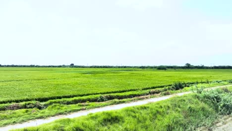 Toma-Frontal-De-Drones-De-Campos-De-Cultivo-De-Arroz-De-Golarchi-Durante-La-Tarde-En-Sindh,-Pakistán