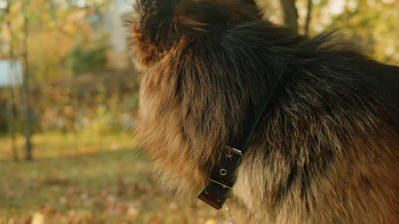 German Shepherd with Muzzle in Autumn Park