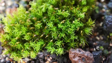 time-lapse movie of spraying moss