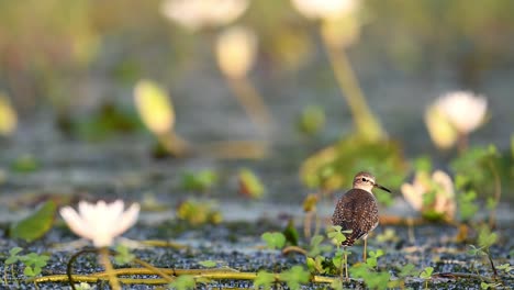 wood sandpiper bird with water lily flowers in morning